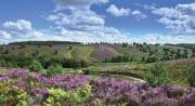 A beautiful display of heather, green hills, and blue skies, at Cannock Chase National Landscape, Staffordshire