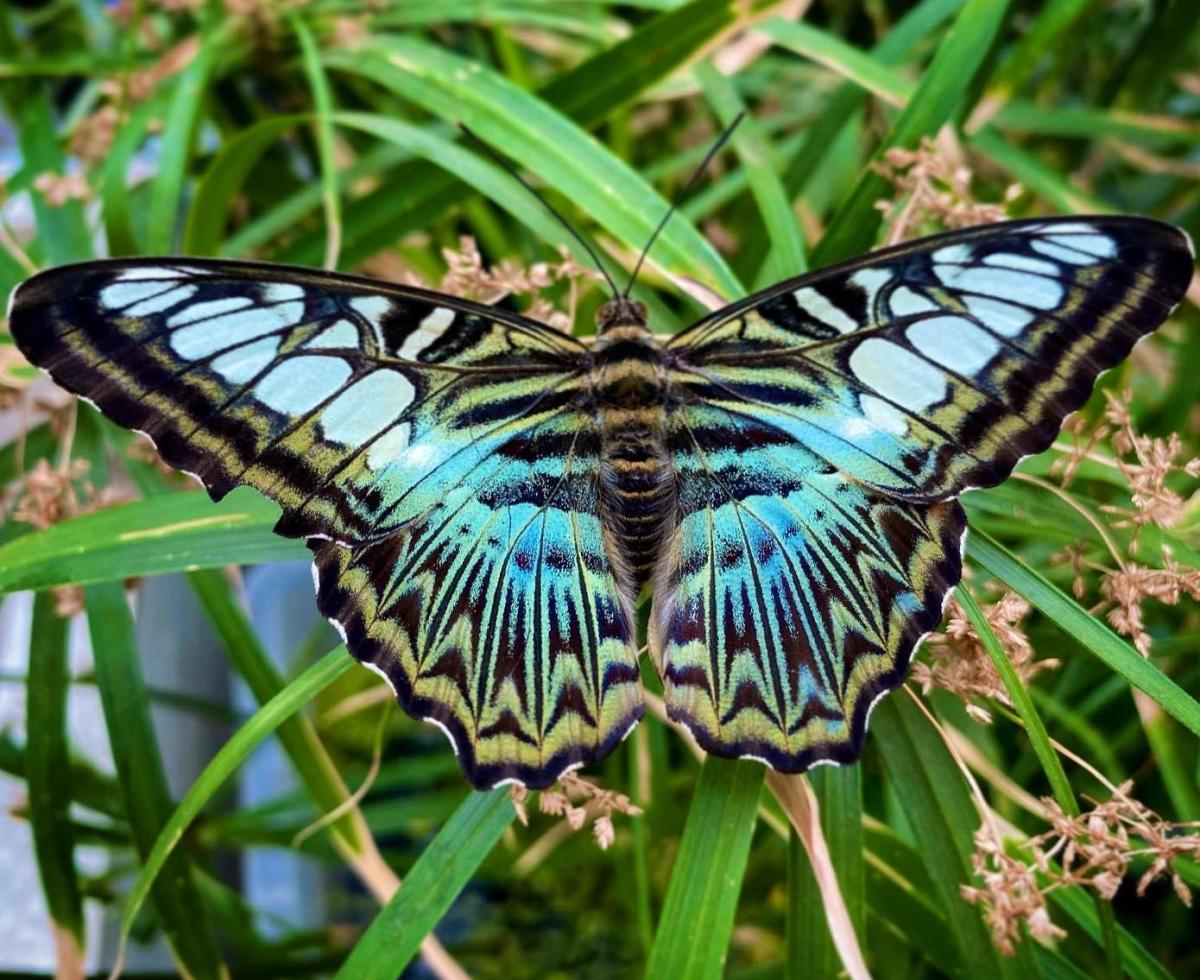A beautiful blue butterfly perches on a plant at the Botanical Conservatory in Fort Wayne, Indiana. Photo by @@laurenofthelakes