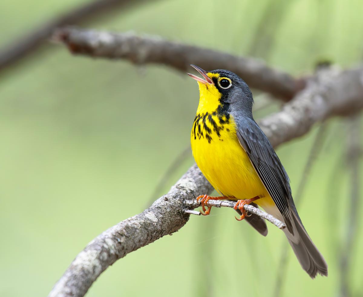 Canada Warbler