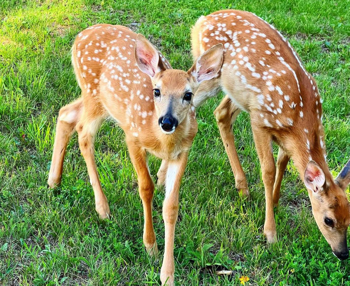 Spotted fawns