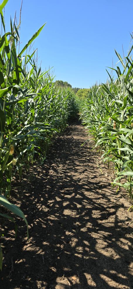 A picture of one of the corn mazes at Flushing Farms with a blue sky and tall corn to either side of the path.