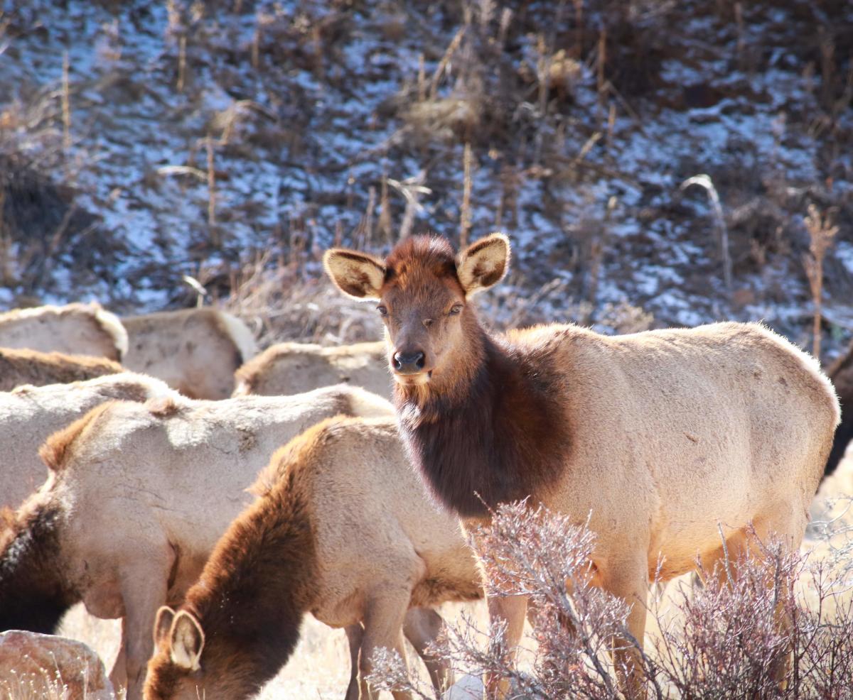 female elk estes park