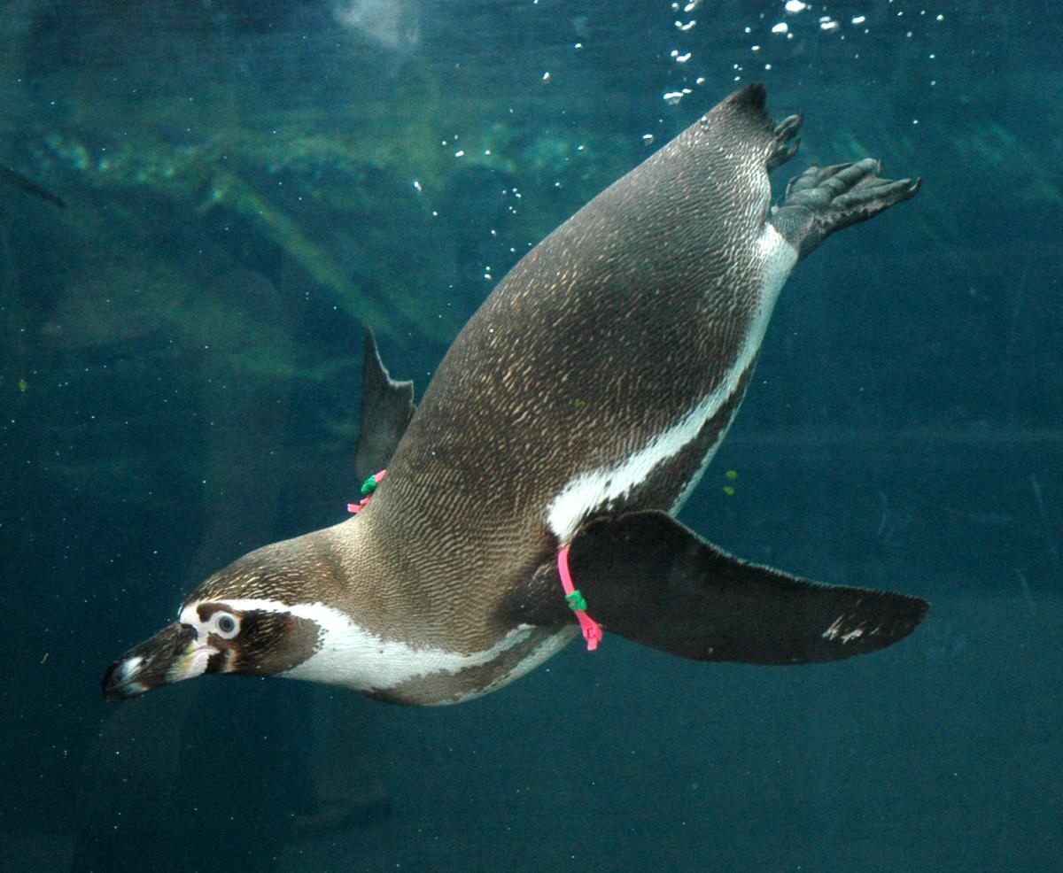 A penguin swims in the water inside the exhibit at Sedgwick County Zoo