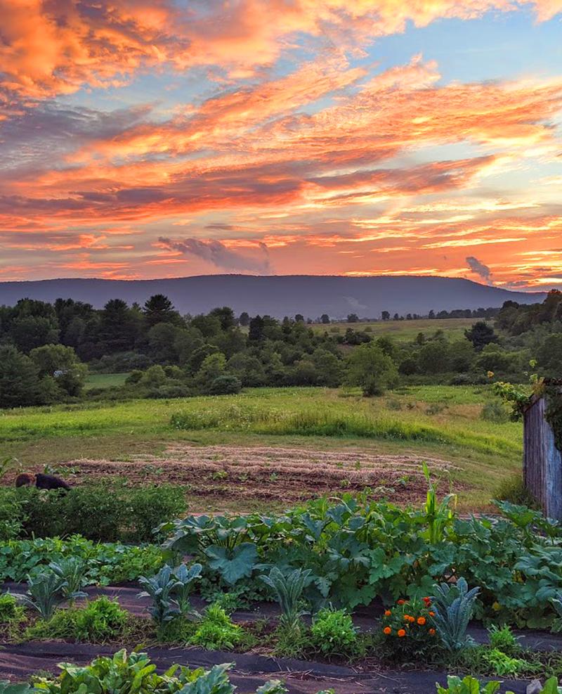 Sunset over the fields at Phoenix Farm