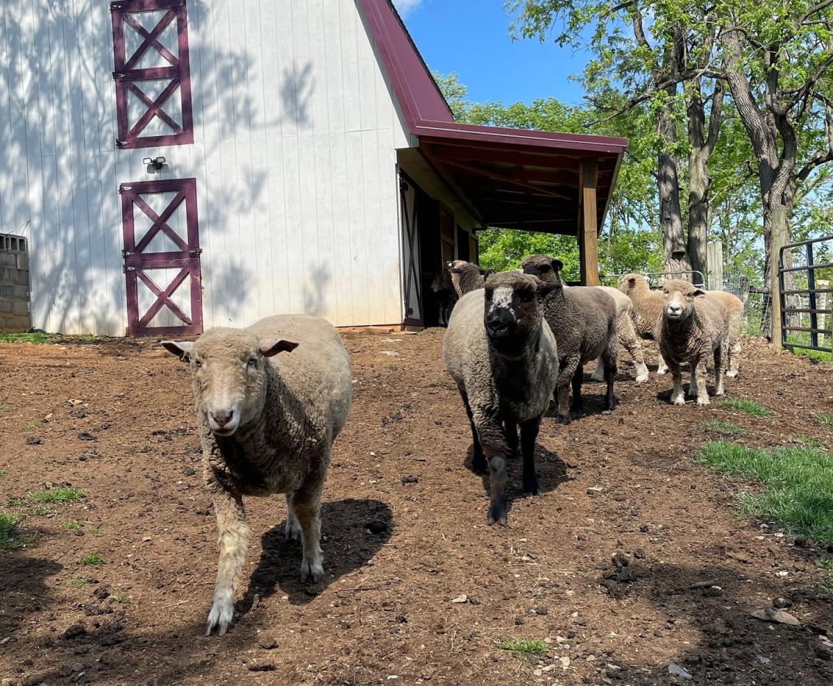 Sheep At Mulberry Hill