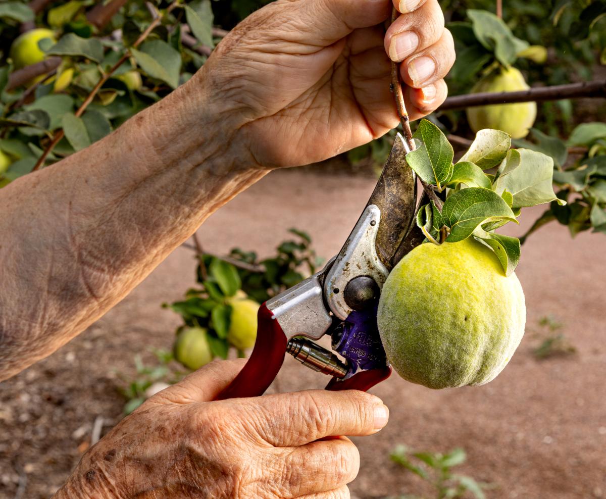 an older woman's hand with garden shears reaches to harvest a green fruit