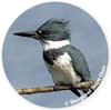 Belted Kingfisher