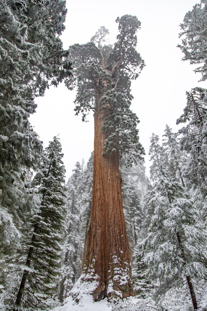 Snow-covered towering giant sequoia tree