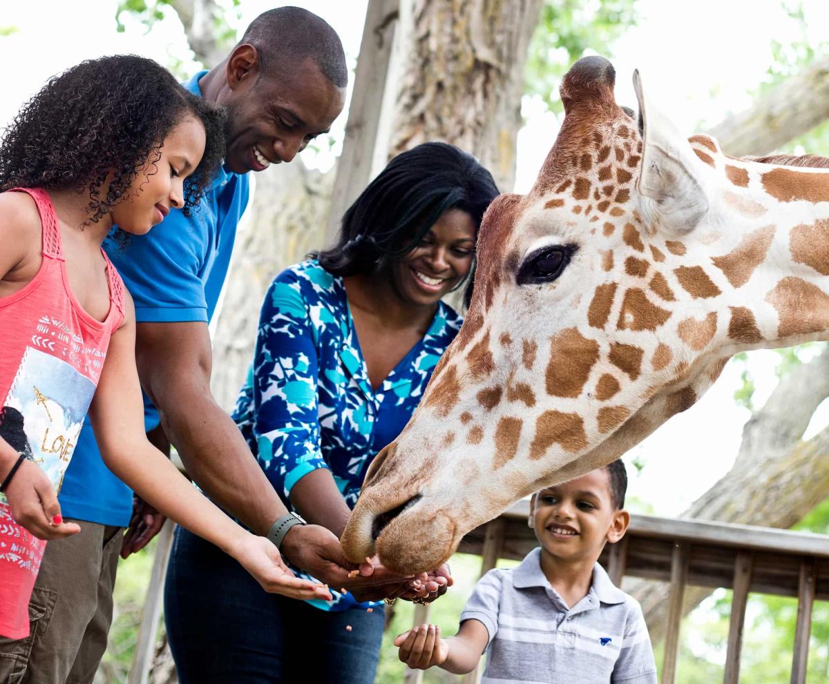 Family Time Feeding Giraffes at the Sedgwick County Zoo