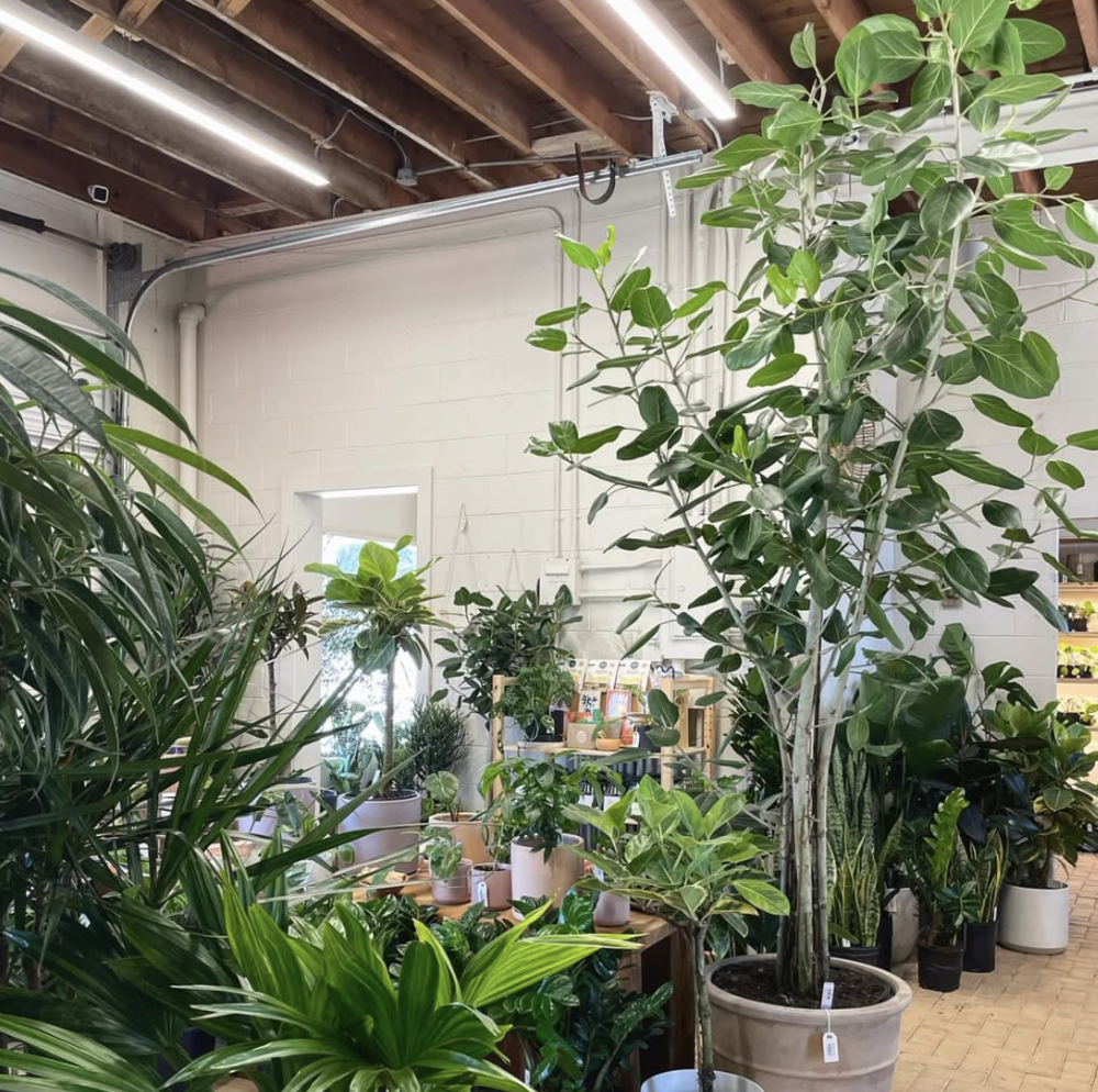 Frond Plant Shop
