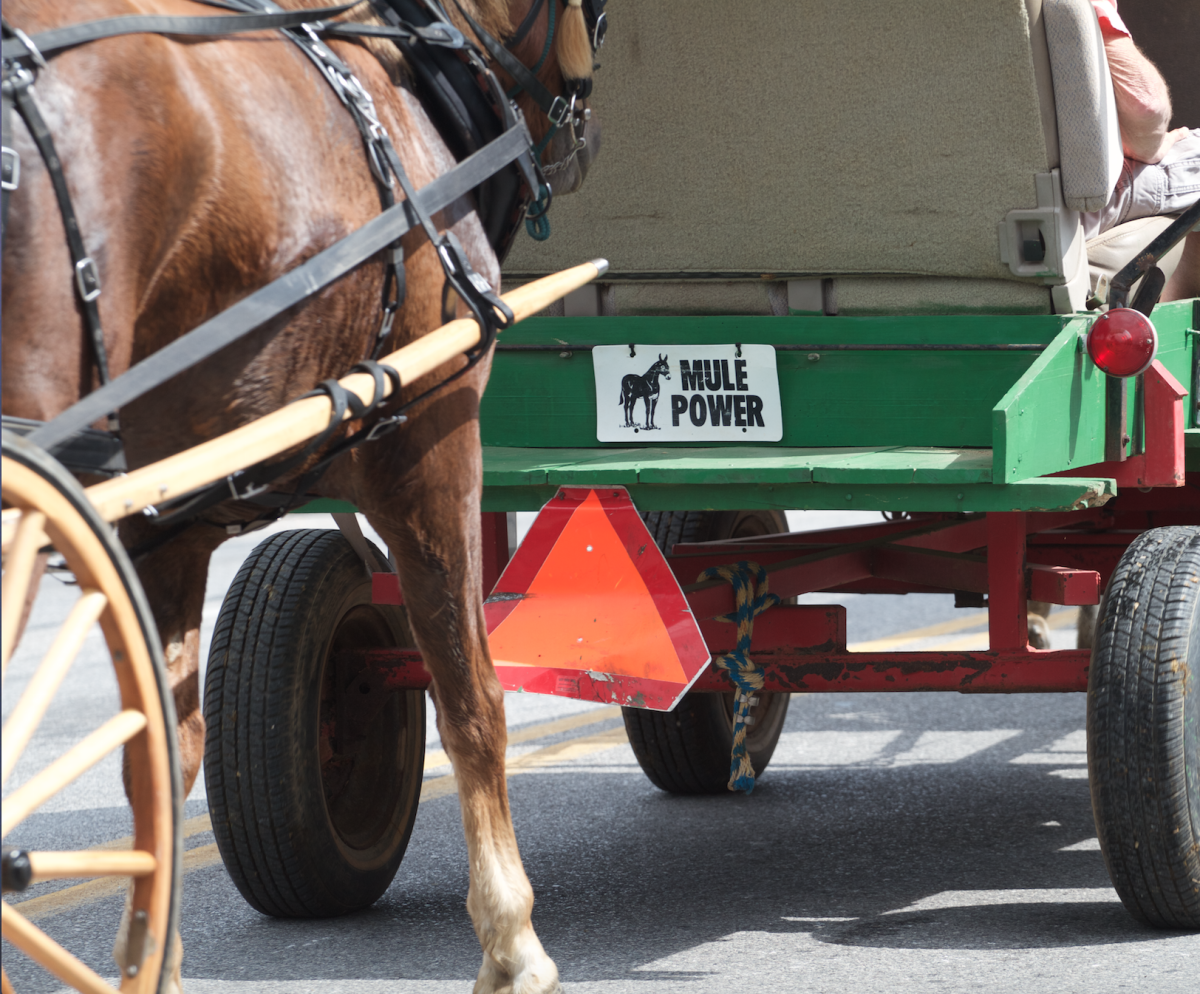 Winfield's Mule Day