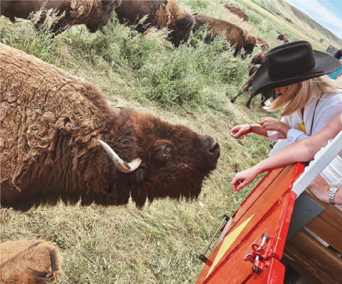 Woman in cowboy hat feeds bison at Terry Bison Ranch, a popular place to see Bison in Wyoming.