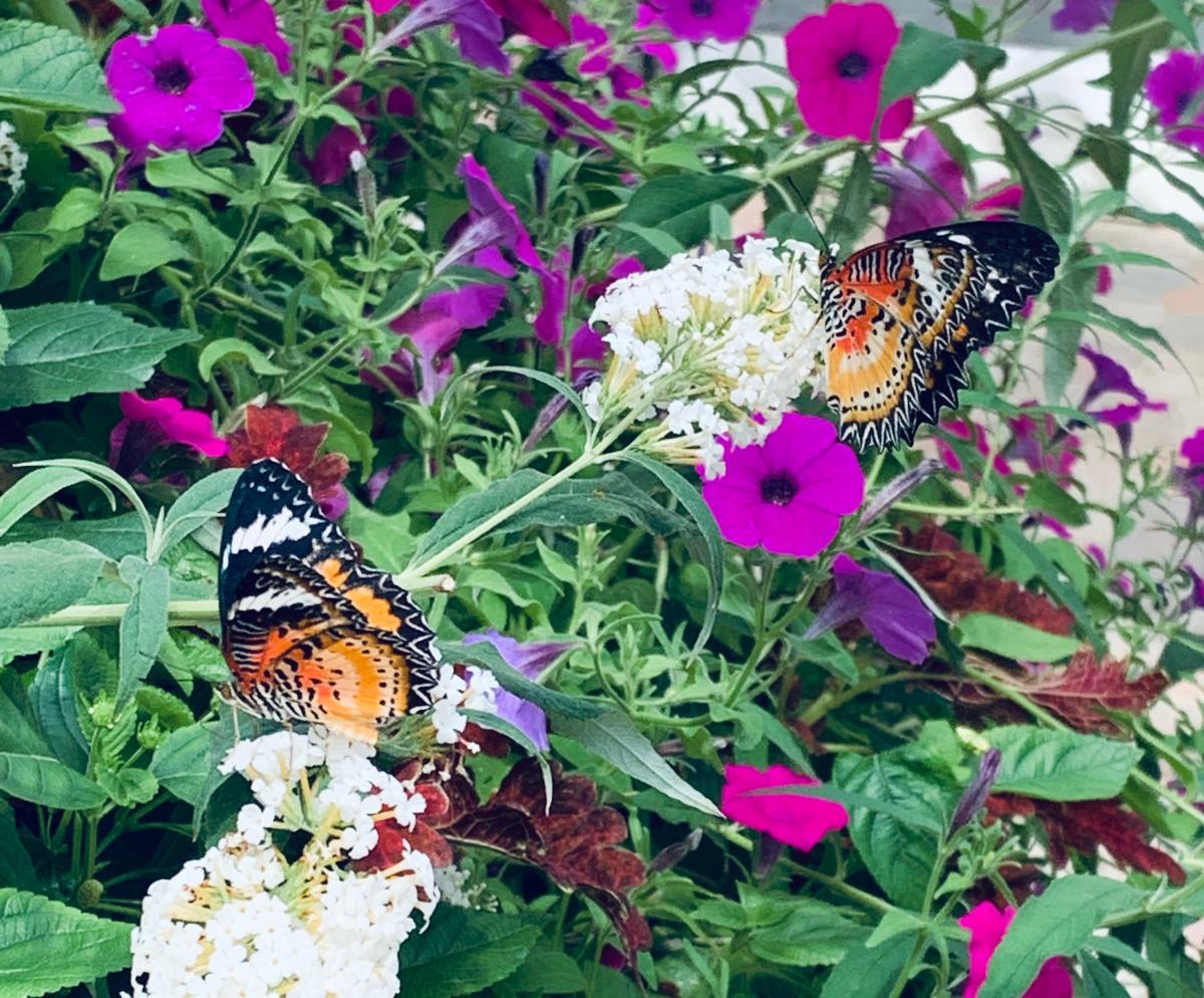 Butterflies on flowers at the Foellinger-Freimann Botanical Conservatory in Fort Wayne