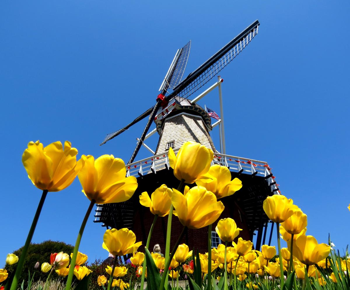 Windmill with yellow tulips
