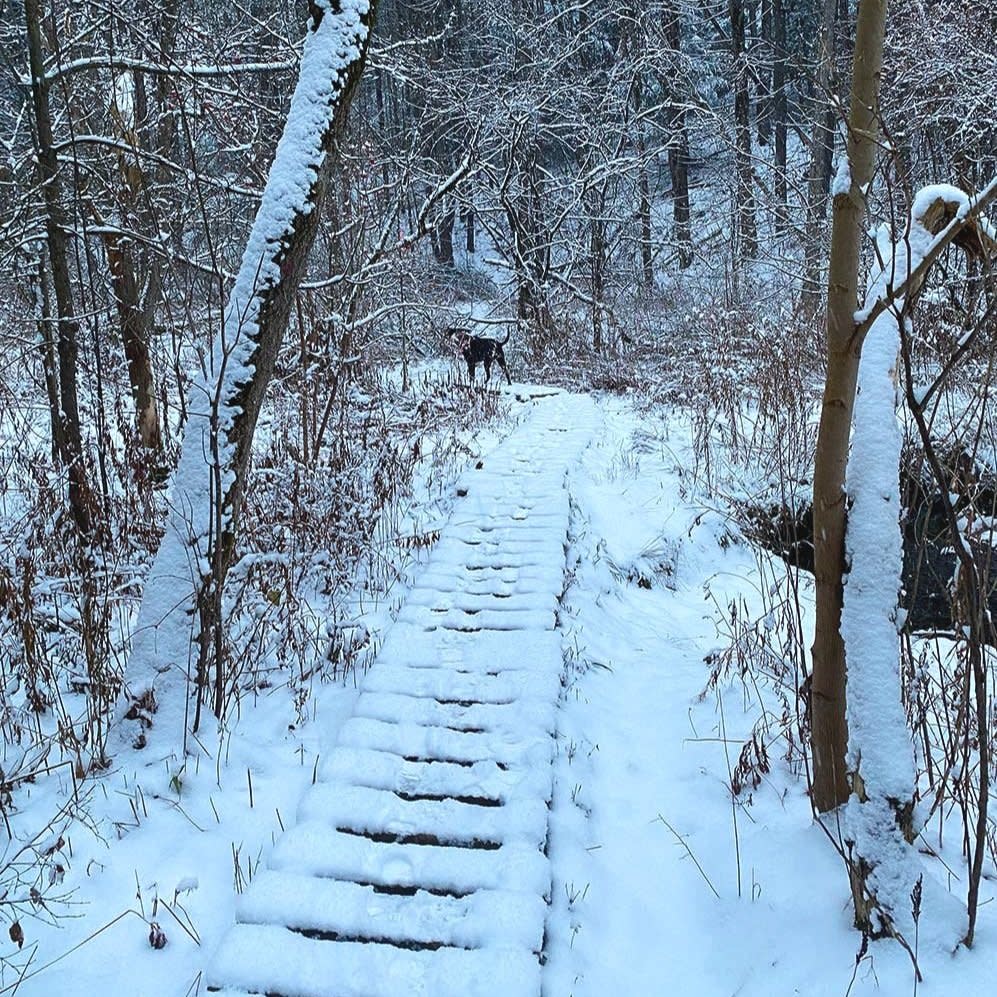 Town: BurlingtonDistance from Downtown Burlington: 3 minutes - Tucked behind UVM’s campus is the Centennial Woods natural area. This 3.8-mile trail has nice, gentle slopes beneath the trees, as well as a beaver dam to hike to. While it’s a beautiful walk in the summer months, there’s something magical about the Centennial Woods’ trees coated in a fresh blanket of snow. 