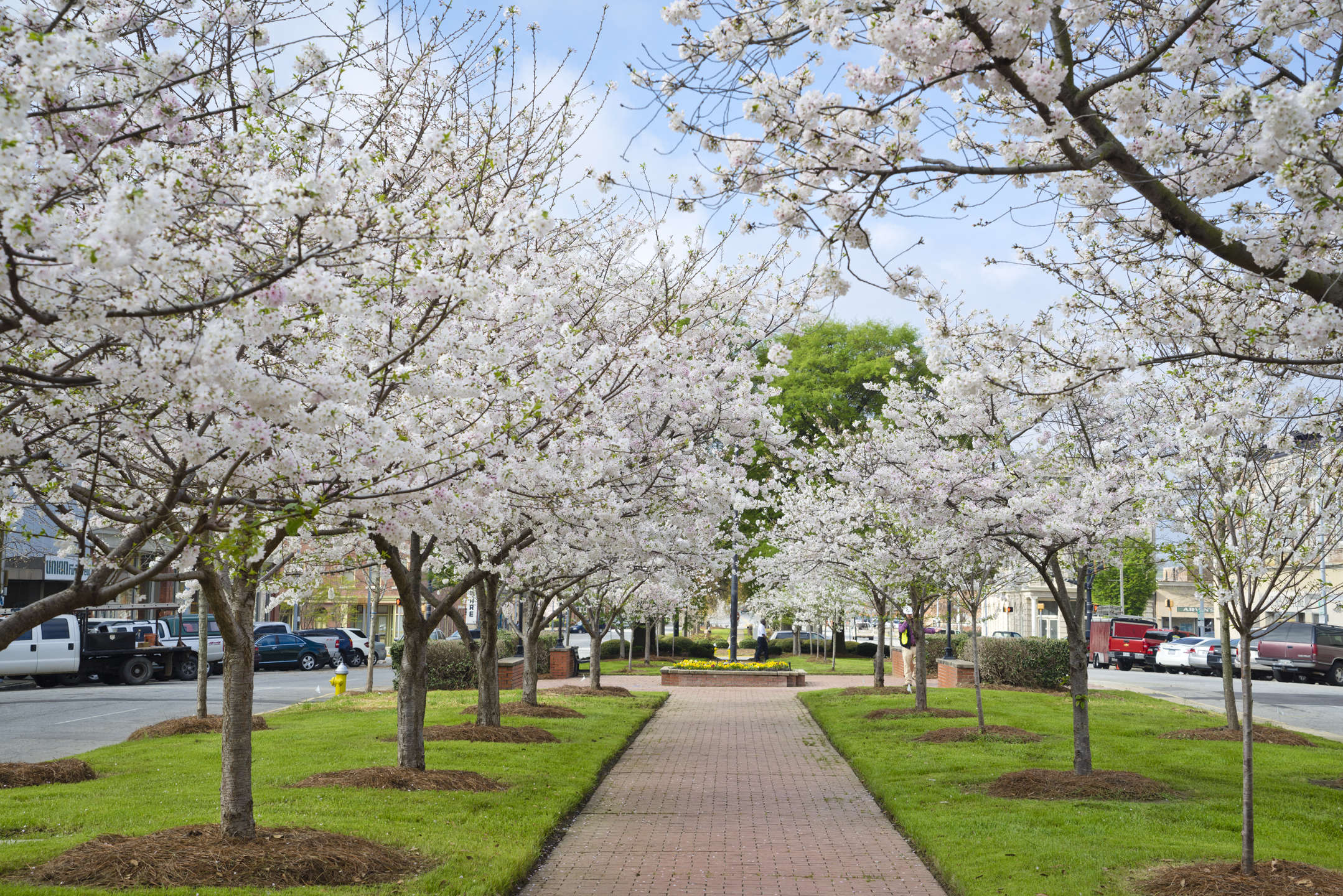 Macon Ga Cherry Blossom Festival Amalea Loralyn