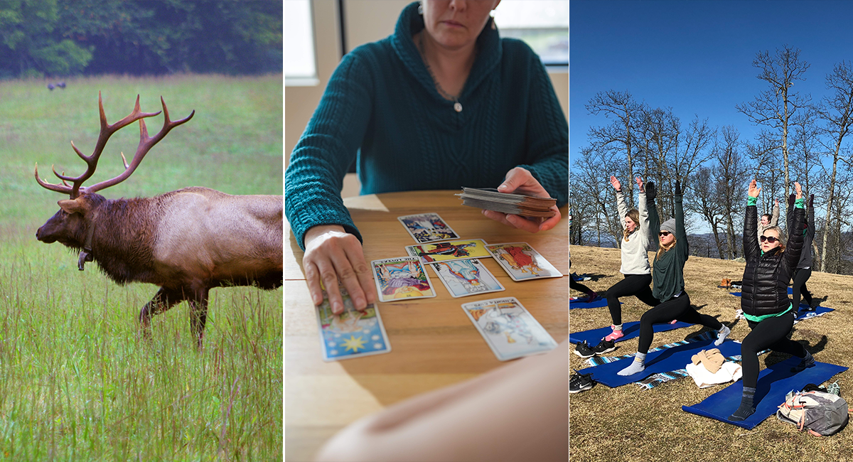What's New 2020 - Hikes in Cataloochee Valley, Tarot Readings, Yoga Hikes