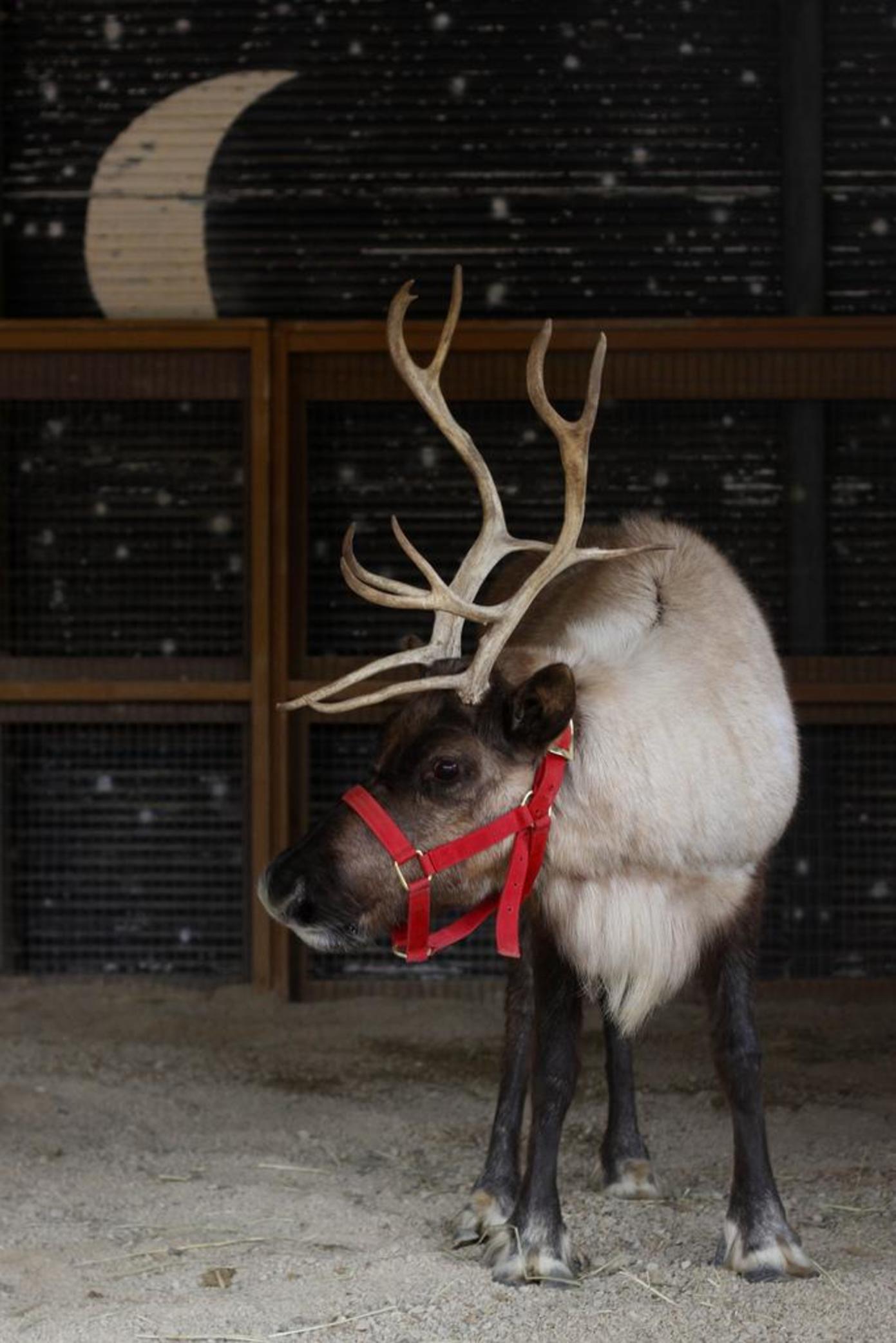 Reindeer at Festival of Lights at Cincinnati Zoo