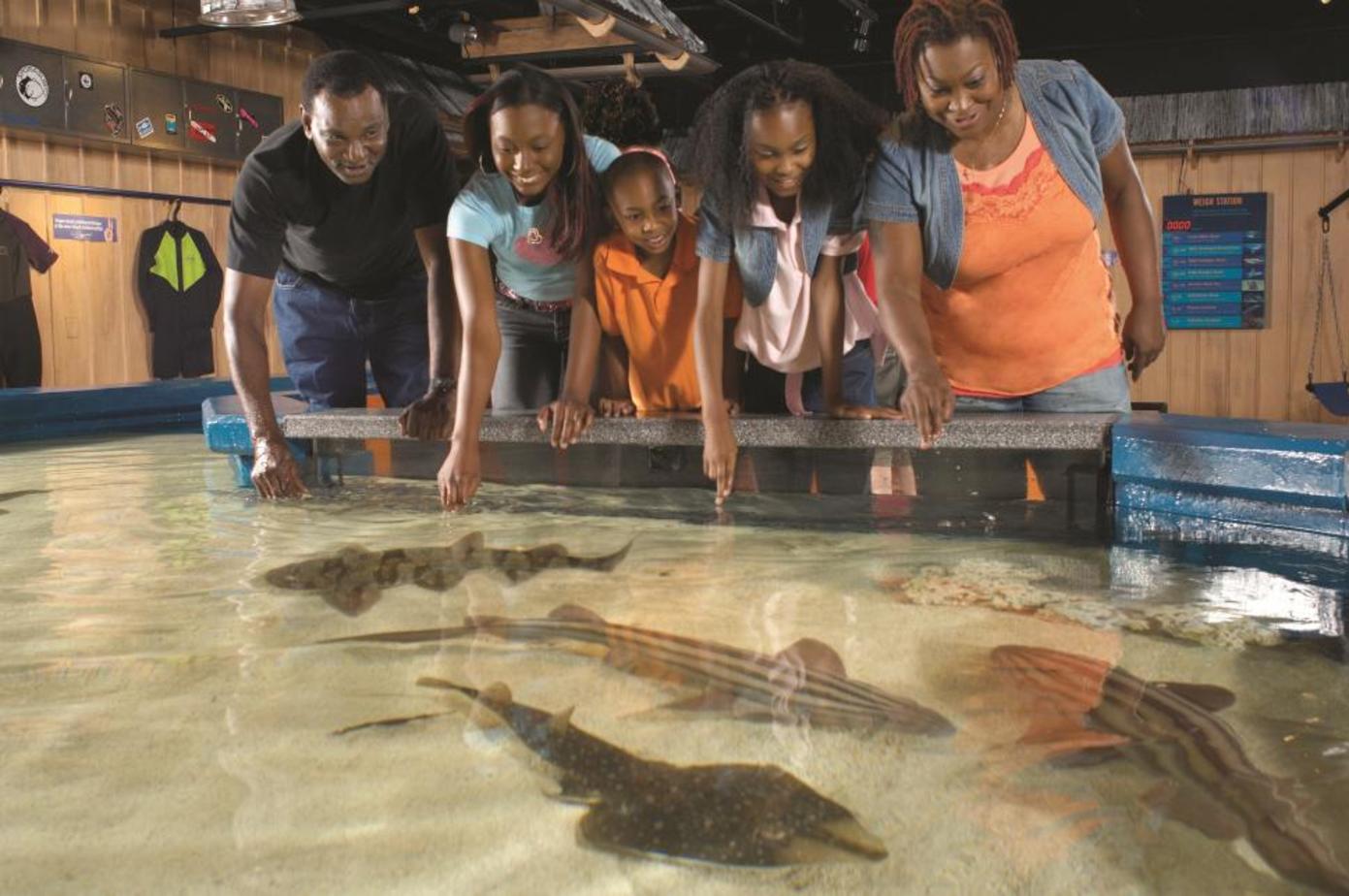 Touching sharks at Newport Aquarium (photo: Newport Aquarium)