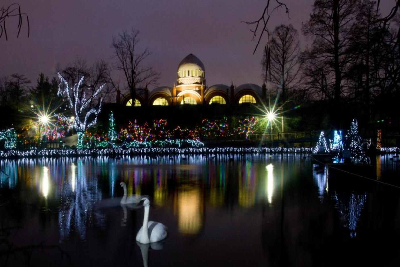 Swan Lake during Festival of Lights at Cincinnati Zoo