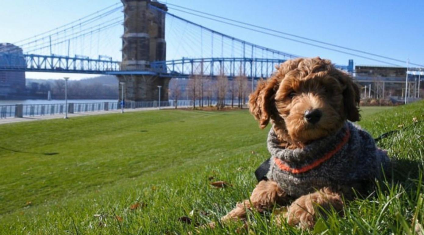 Myrtle with Roebling Suspension Bridge (photo: Phil Armstrong) Myrtle with Roebling Suspension Bridge (photo: Phil Armstrong)