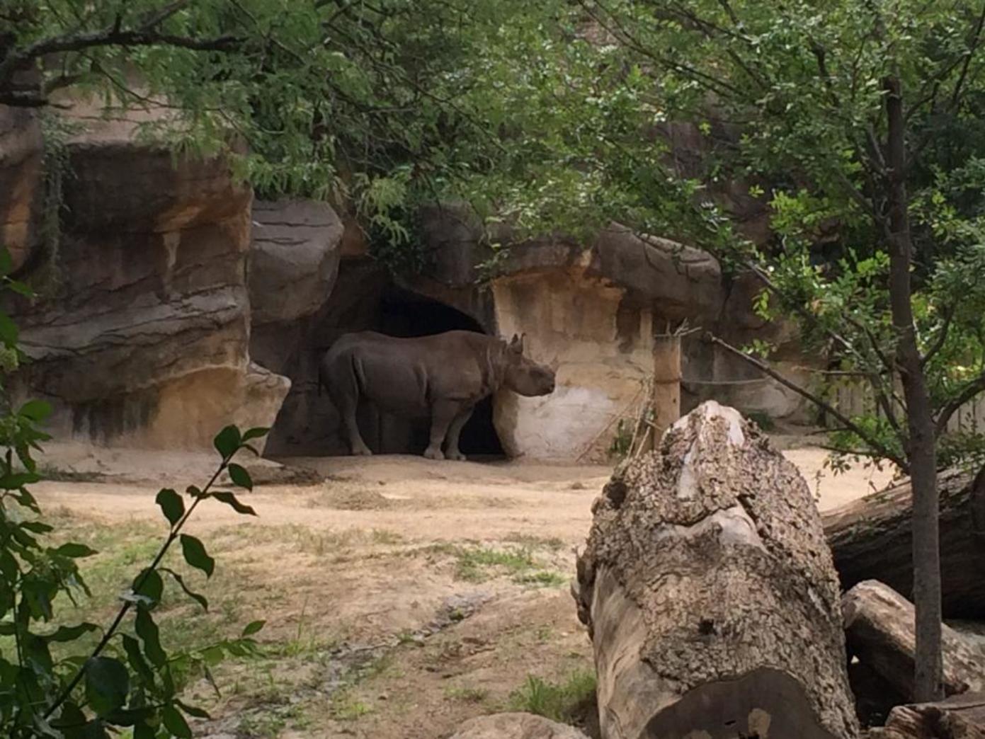 Rhino at Cincinnati Zoo (photo: Shannan Boyer)