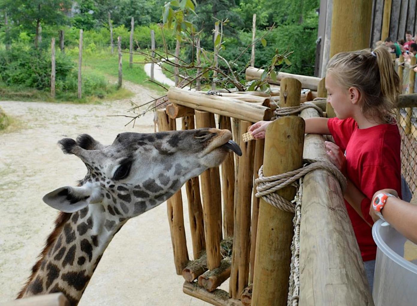 Feeding a giraffe at Cincinnati Zoo &amp;amp; Botanical Garden (photo: Michelle Curley)