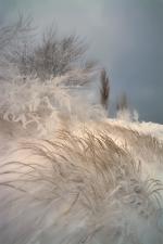 Snowy Dune Grass of Lake Michigan