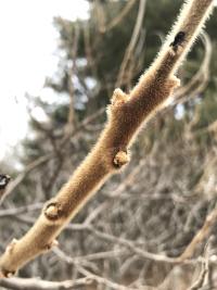 Sumac Velvet