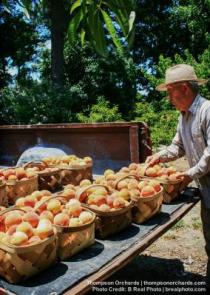 Thompson Orchards