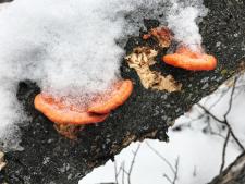 Frozen Fungi