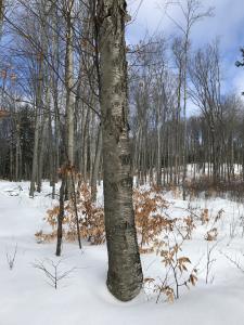 Golden Birch - Palmer Woods