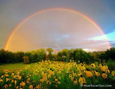 Coneflower Rainbow