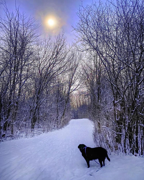 Ann Arbor trails in the Winter, with dog