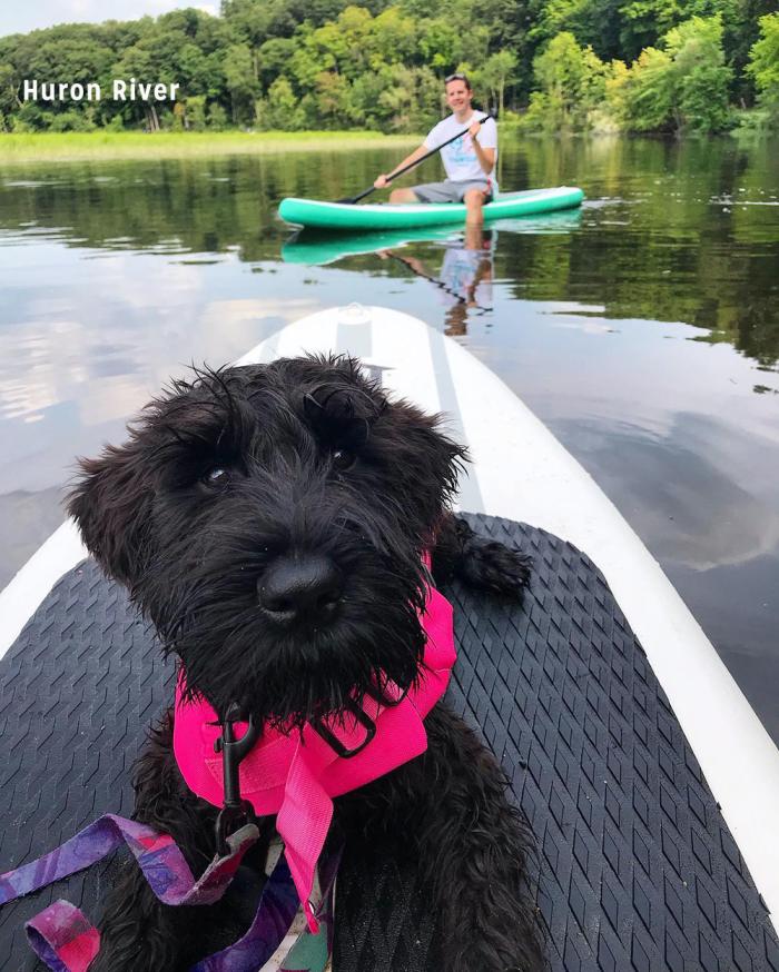 Dog on paddle board in Huron River