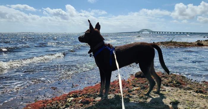 Dog Friendly Parks Long Island - Dog Friendly Beaches