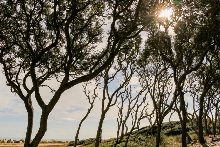 beautiful line of oaks at Fort Fisher State Historic Site