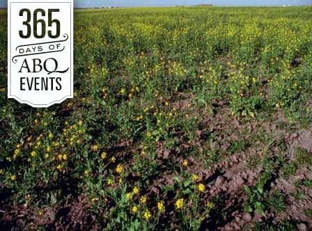 Drought Gardening Strategies - VisitAlbuquerque.org