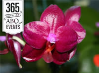 Orchid Show - VisitAlbuquerque.org