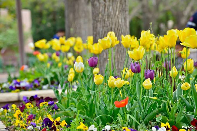 Spring bulbs and pansies provide early color in the botanic garden of the ABQ BioPark
