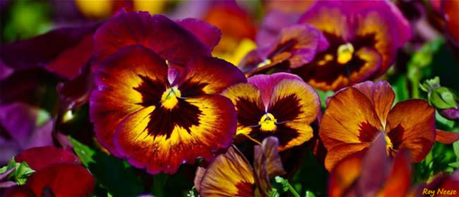 Multicolored pansies provide a splash of color in the shade of the botanic garden at the ABQ BioPark