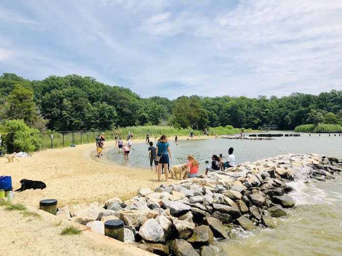 Dog Beach