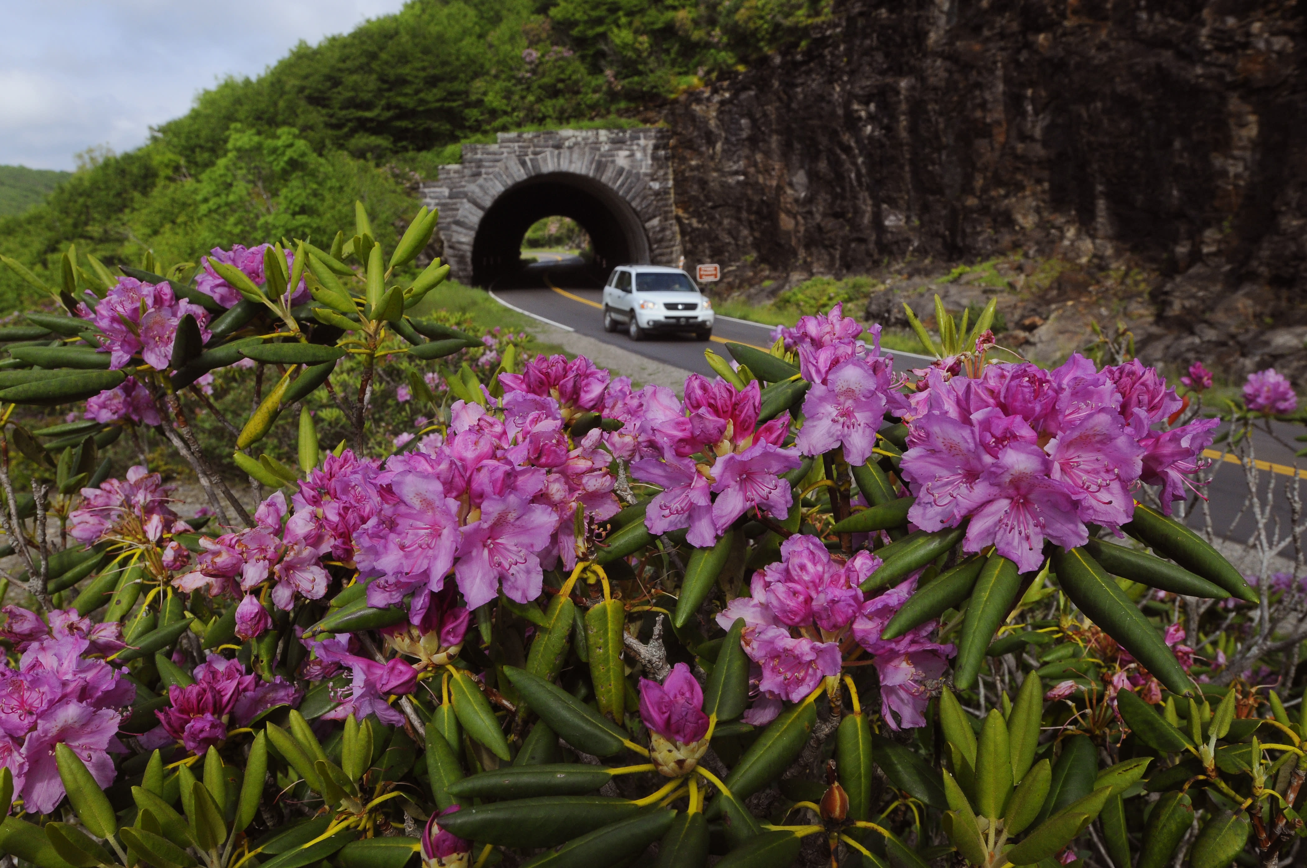 Blue Ridge Parkway Tunnel and Rhododendron