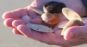 treasure