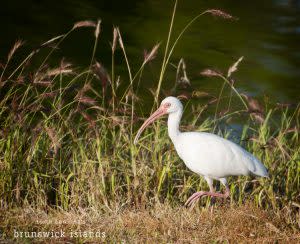 26dsc_0645-ibis