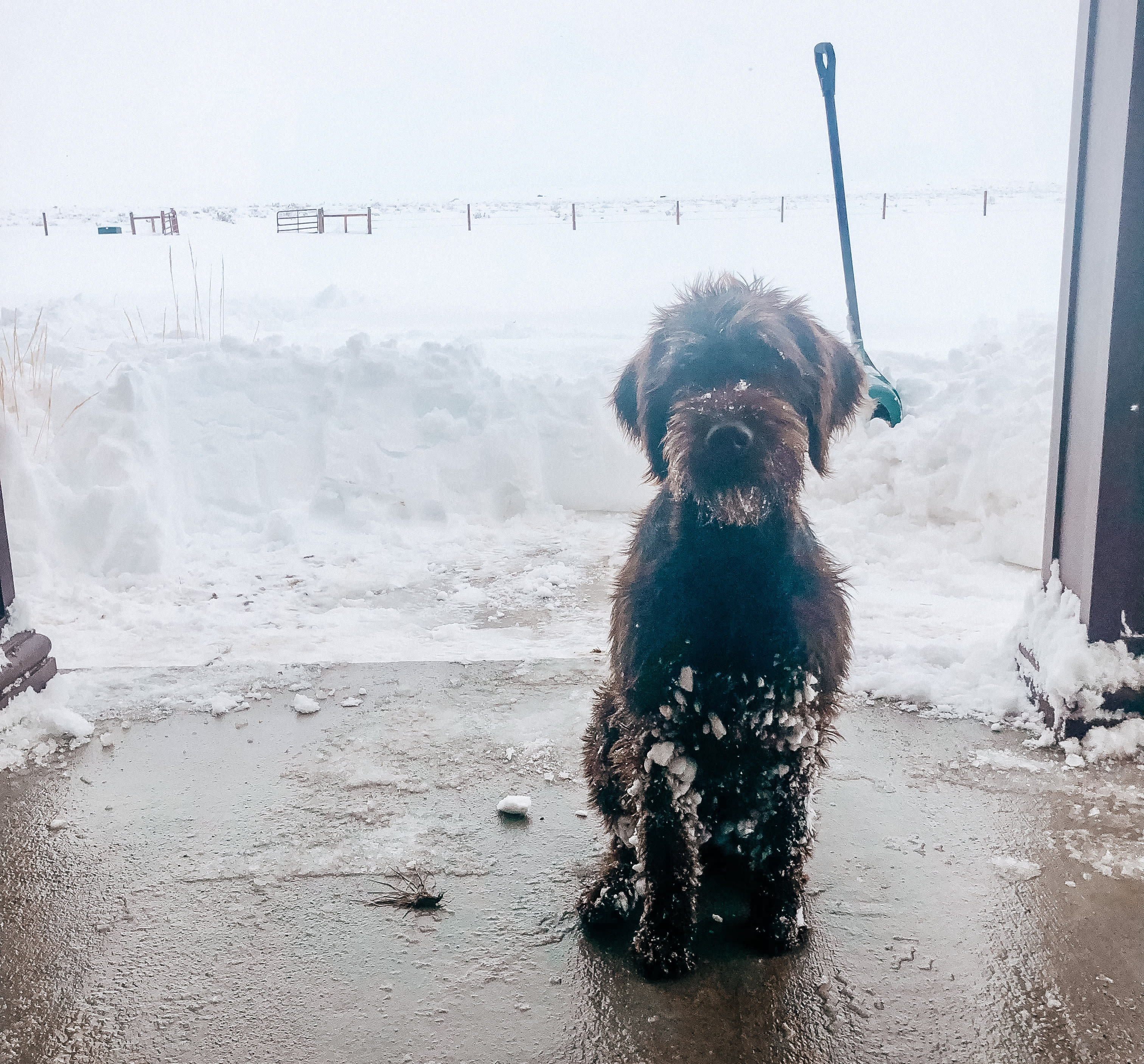 Dog In The Snow