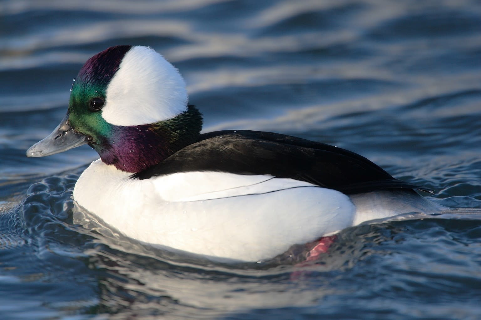 Blog - Bufflehead Duck