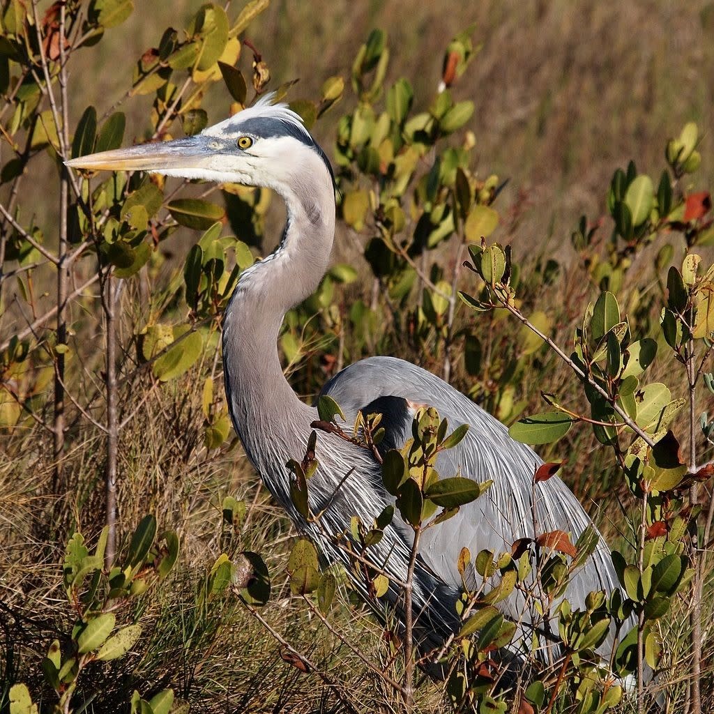 Blog - Great Blue Heron