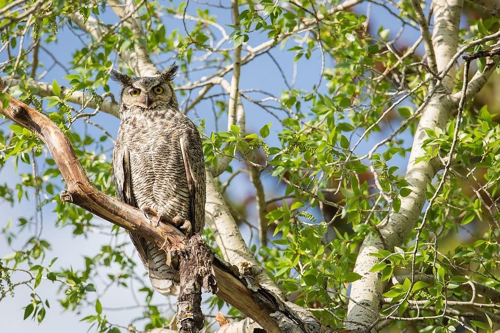 Blog - Great Horned Owl