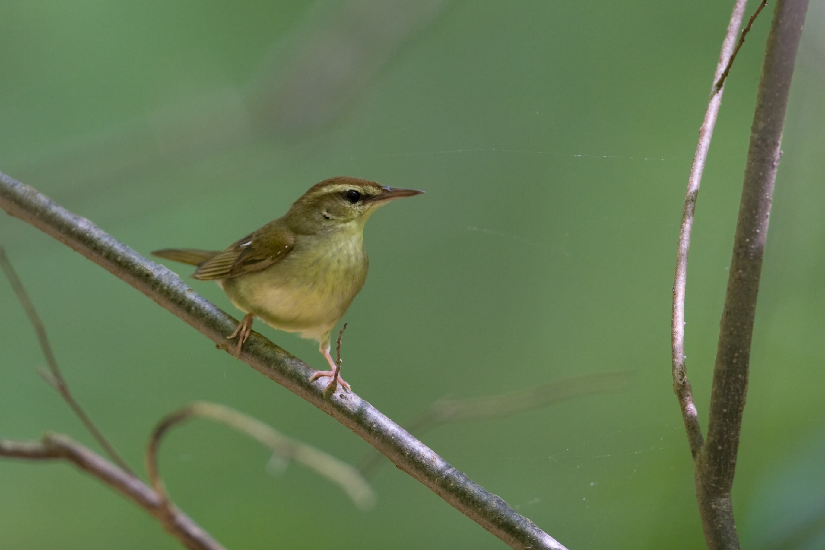 Blog - Swainson's Warbler